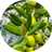 Extrait d’olive
